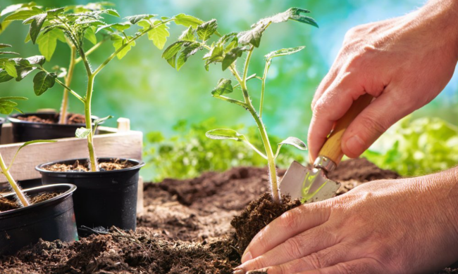 Посадка помидоров, изображения из свободных источников