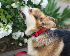 Собака, корги, фото із соцмереж