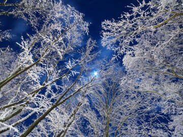 "Місячне світло в зимовому лісі"» Сендай, Японія Фото: Yoshiaki Sato / via WMO