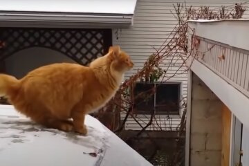 Котик, скриншот: Youtube