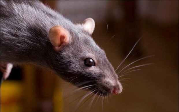 Не пожалела мыла: крыса научилась эффектно мыться