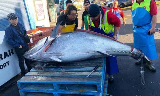 Огромный тунец, фото:  Sydney Fish Market