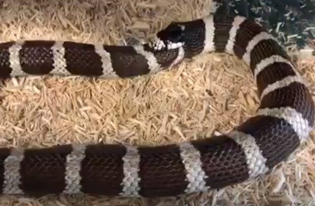 Змія їсть саме себе, скріншот відео