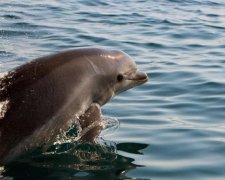 Браконьеры убили десятки дельфинов на Одесчине: видео