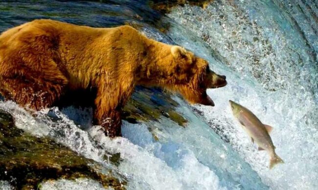 Google покажет дикую природу с изнанки