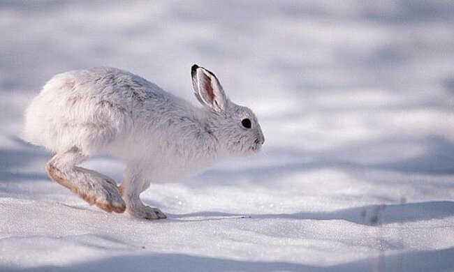 Унікальний "дрифтовий" м'яз допомагає зайцю виживати