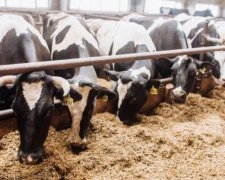 Покупать украинское мясо опасно для жизни: видео