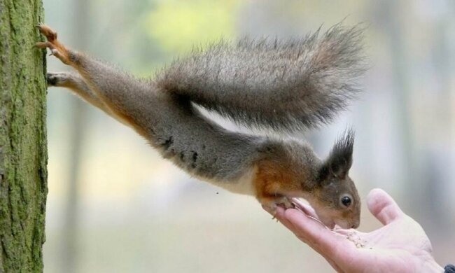 Білка-акробат підкорила мережу (відео)