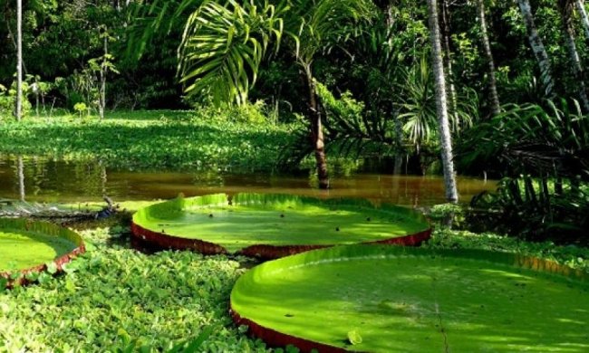 Джунглі Амазонки виявилися рукотворними