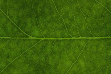 Фотосинтез дасть індійцям водневе паливо