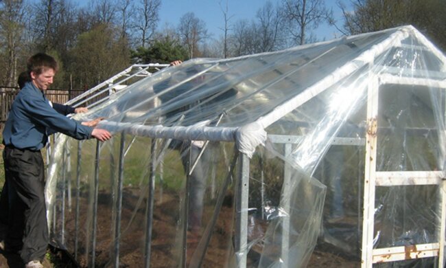 Теплица, Фото: АиФ/ Т.Завьялова