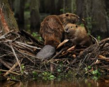 Естонські бобри допоможуть боротися з контрабандистами