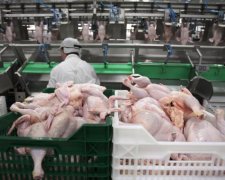 Курячий король: як урвати половину бюджету країни, і не подати виду