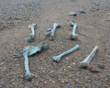 На російському пляжі з'явилися мерці