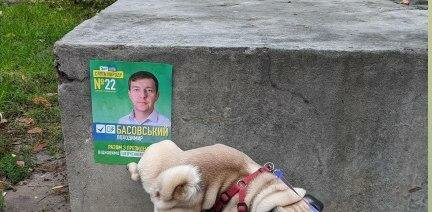 Київський пес підняв ногу і показав, що думає про місцеві вибори