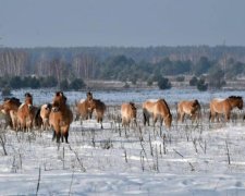 Люди не нужны: как выглядит дикая природа зимнего Чернобыля