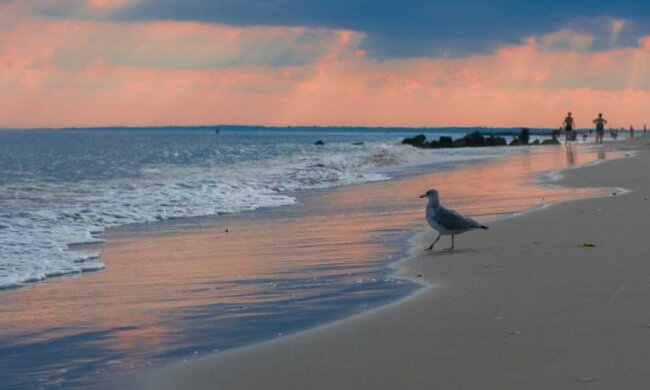 Що стає звичним за рік життя в Америці: як їсти піцу у Нью-Йорку та неочікувані місця продажу пива