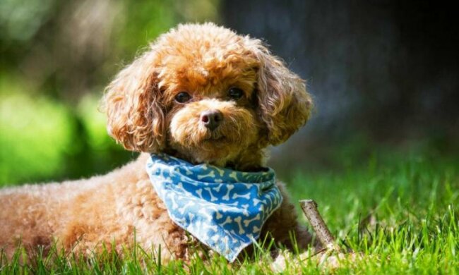 Камера засняла превращение милого песика в "Чужого"