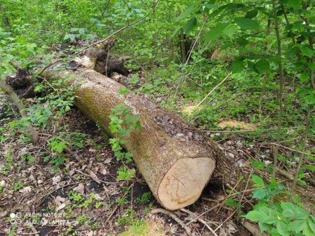 Незаконная вырубка деревьев и леса Тернопольщины \\ Фото: Facebook ДЭИ