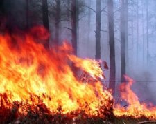 Рятувальники "приборкали" пожежу в зоні відчуження
