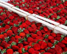 Названа причина високих цін на полуницю