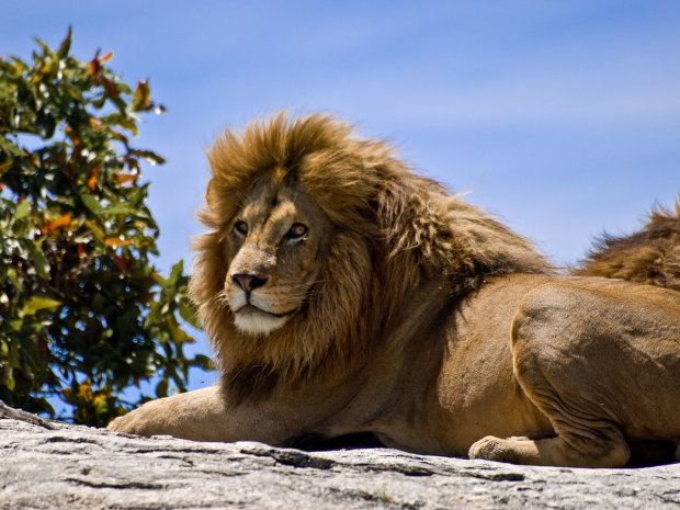 Турист совершил роковую ошибку, когда прыгнул ко львам: увиденное повергло окружающих в шок