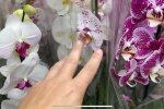 Орхідеї, фото: скріншот з відео