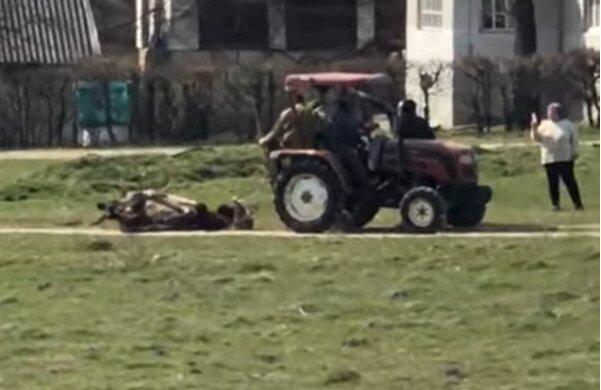 На Львівщині труп корови причепили до трактора і тягали селом, очевидці остовпіли: "Варвари!