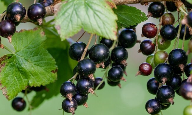 Чорна смородина, фото: Pixabay