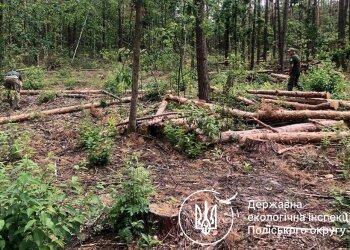 незаконная вырубка деревьев