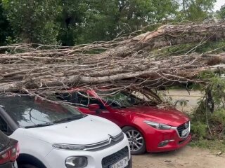 Дерево упало на припаркованные авто на Подоле, Киев