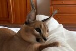 З кішки на собаку - домашня рись завоювала мережу грайливим характером і поступливою вдачею