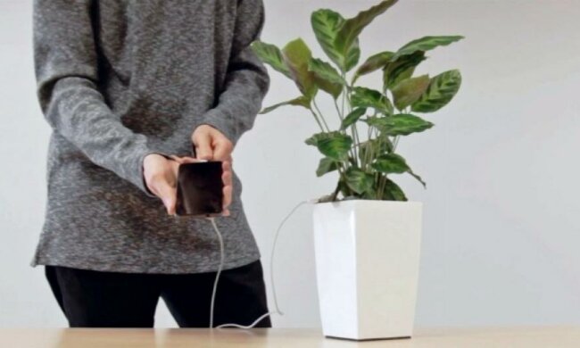 Домашня рослина зарядить смартфон