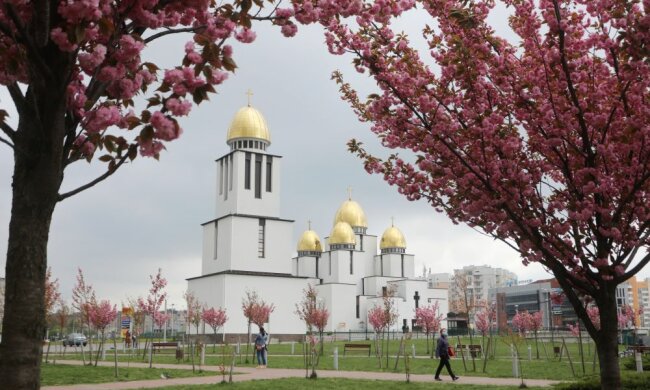 Львів перетворився на Токіо - цвіт японських вишень зводить з розуму, неймовірна краса