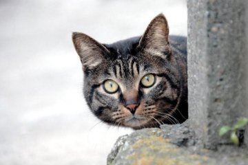 13 июля: что нужно знать об этом дне 