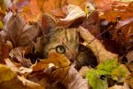 Котик, Pinterest