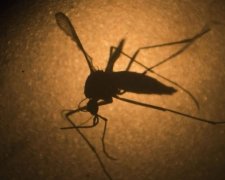 В Україні 53 види комах можуть переносити вірус Зіка