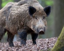 На Харківщині хочуть влаштувати геноцид диких кабанів
