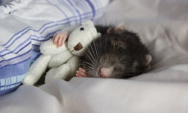 Вчені: довго спати шкідливіше, ніж випивати