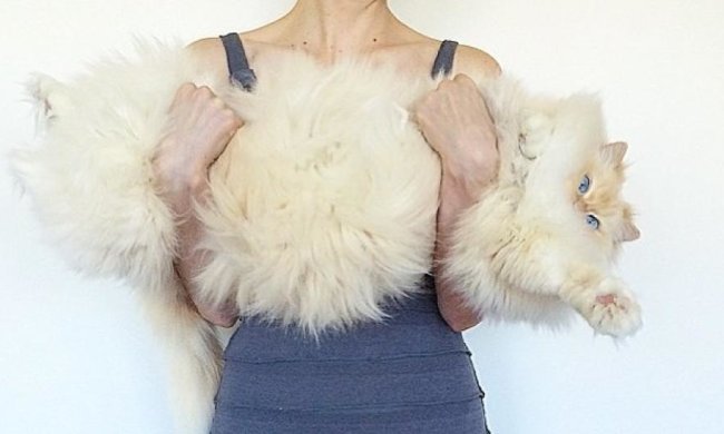 Кіт-хмара підкорив Instagram