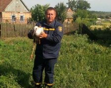 Під Запоріжжям лелеку витягли з палаючого гнізда - відмовлявся лишати дім навіть під страхом смерті