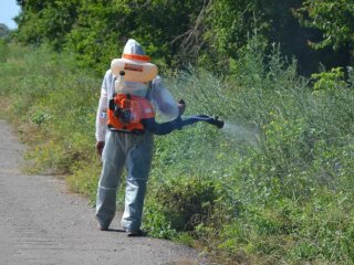 Сорняки в Одессе, скриншот: Facebook