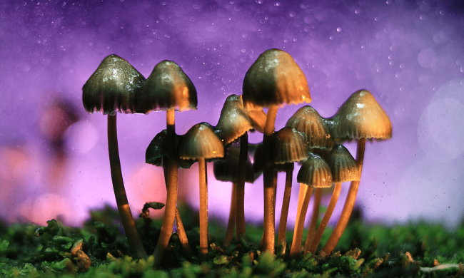Це були не опеньки: як "психоделіки" впливають на творчі здібності