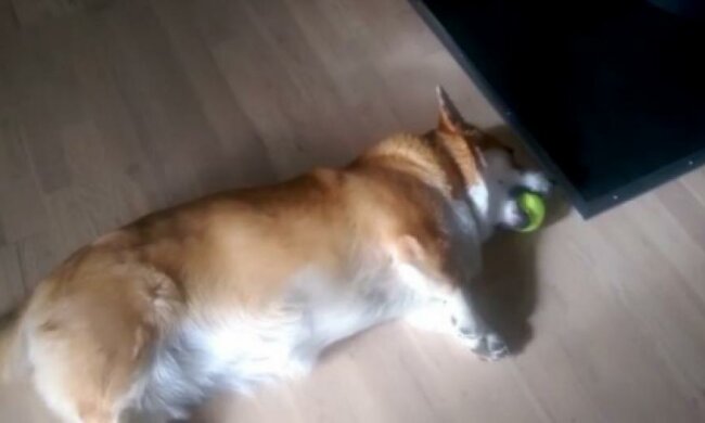 Найледачіший пес-незграба підірвав інтернет (відео)