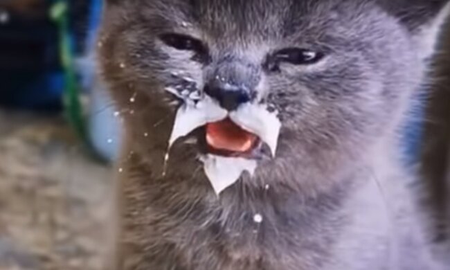 Котик, скриншот: Youtube