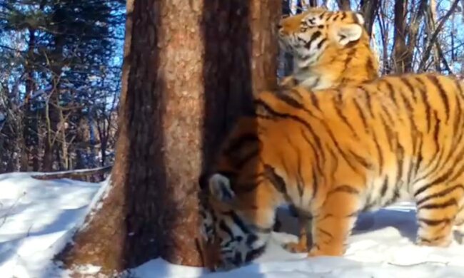 Тигри, фото: скріншот з відео