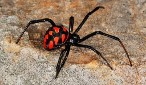 На Херсонщині дитина потрапила до реанімації через укус павука