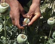 Бабуся виростила наркоплантацію на городі