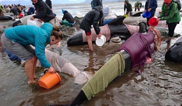 Масове самогубство китів: рятувальники поділилися емоціями