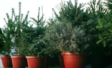 Елка в горшке